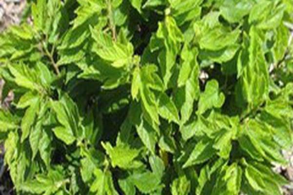 Morus rubra \x27Super Dwarf\x27 Morus rubra \x27Super Dwarf\x27