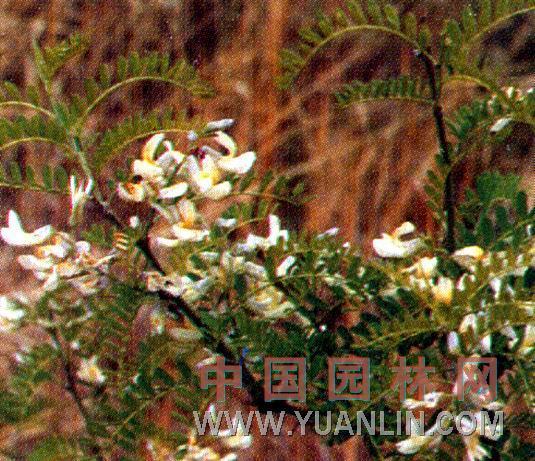 馬蹄針 馬蹄針