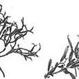 鐵釘菜(植物)