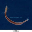 有明銀魚 有明銀魚
