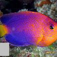 斷線刺尻魚 斷線刺尻魚