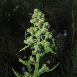 Leucheria floribunda