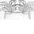 鋸腳泥蟹 鋸腳泥蟹