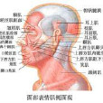 麗人醒膚術 麗人醒膚術