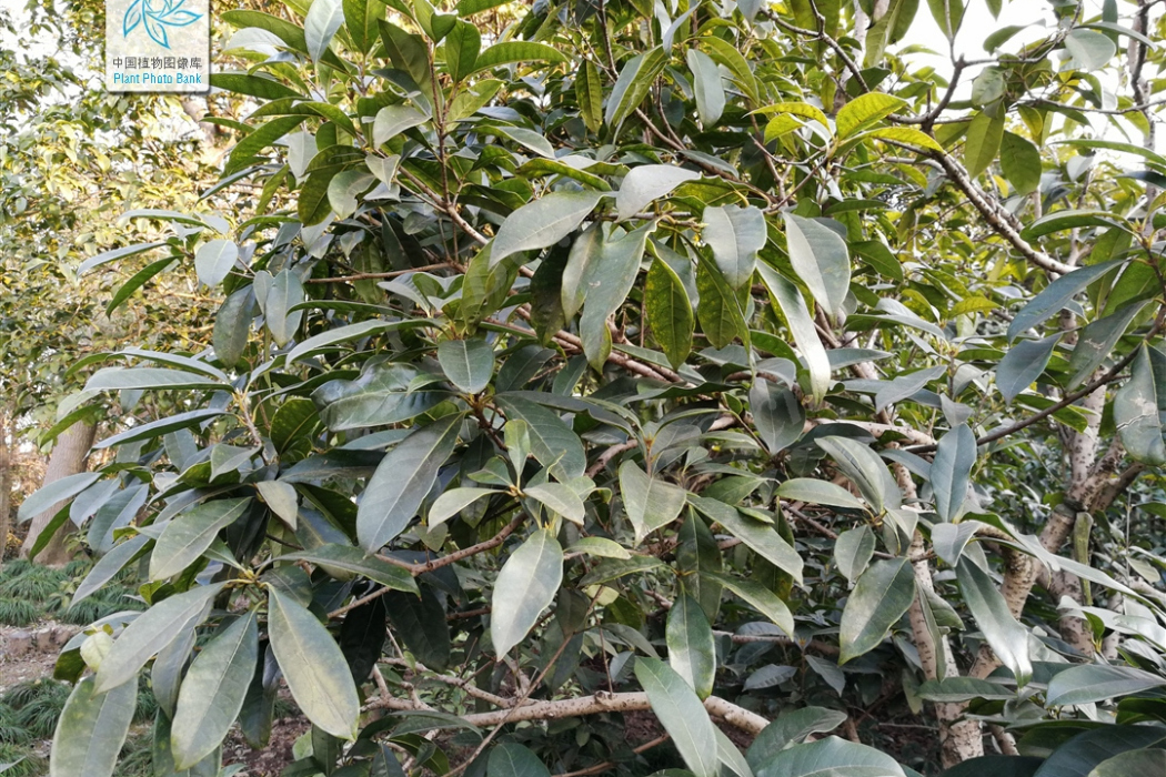 上海丹桂 上海丹桂