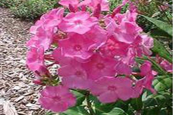 Phlox paniculata \x27Little Princess\x27 Phlox paniculata \x27Little Princess\x27