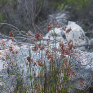 Thamnochortus lucens