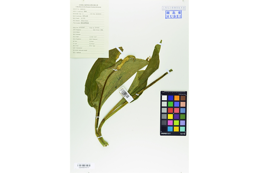 對葉山蔥 對葉山蔥