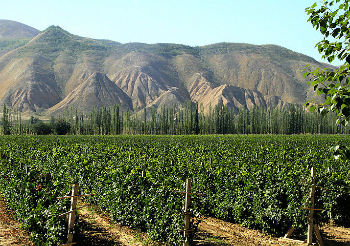 新疆天山北麓葡萄酒產區