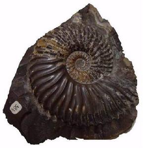 標本-菊石化石