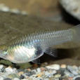 食蚊魚(柳條魚) 食蚊魚(柳條魚)