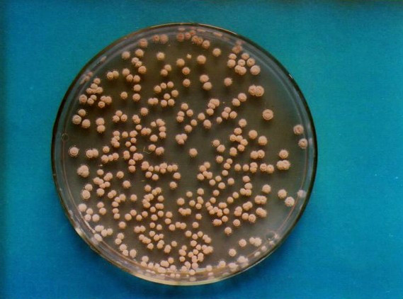 細黃鏈黴菌