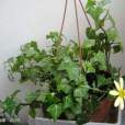 綠玉菊 綠玉菊