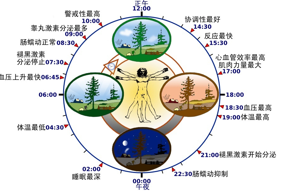 生理鐘 生理鐘