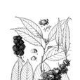 瓦山栲 瓦山栲