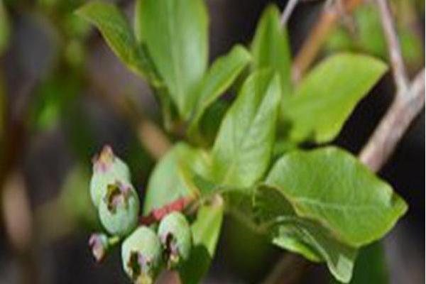 Vaccinium corymbosum \x27Northland\x27