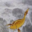 薄魚 薄魚