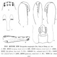勐宋肖蛸 勐宋肖蛸