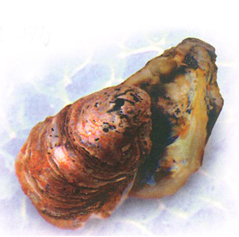密鱗牡蠣