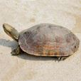 黃喉擬水龜(柴棺龜)