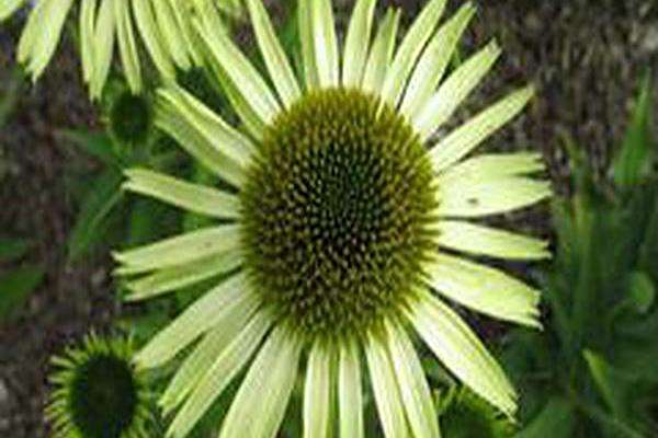 Echinacea purpurea \x27Green Jewel\x27 Echinacea purpurea \x27Green Jewel\x27