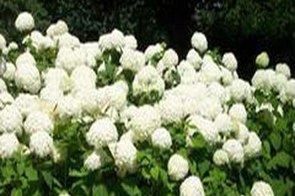 Hydrangea arborescens \x27Grandiflora\x27 Hydrangea arborescens \x27Grandiflora\x27