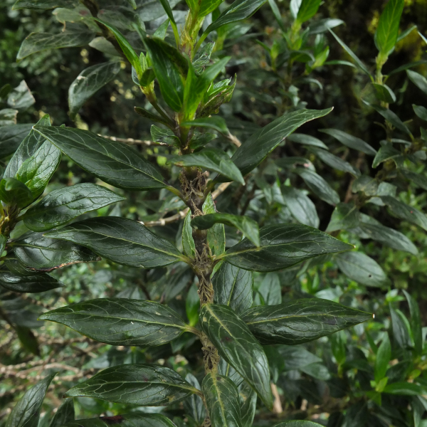 Hedyotis articularis