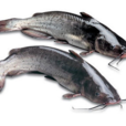鉗魚(梭邊魚) 鉗魚(梭邊魚)
