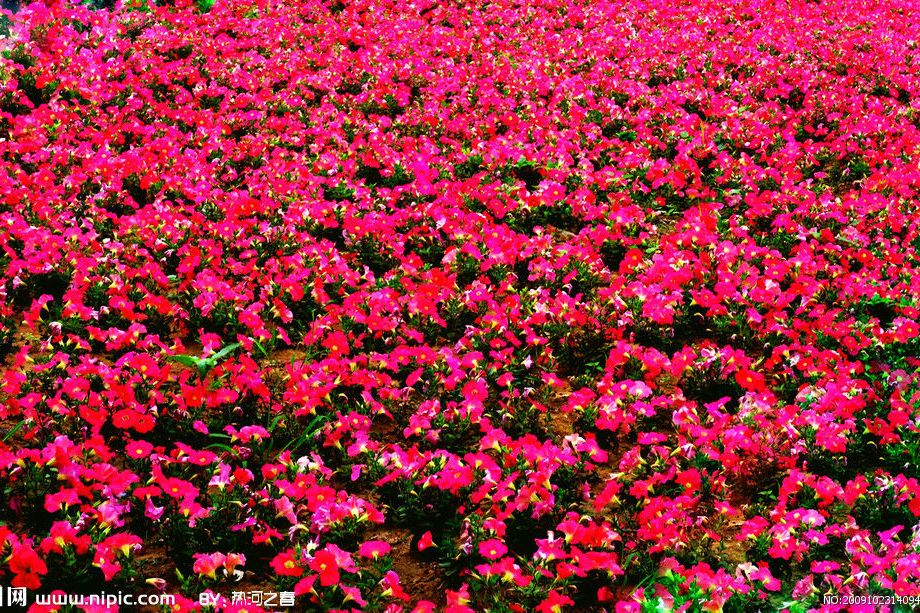 花滿園 花滿園