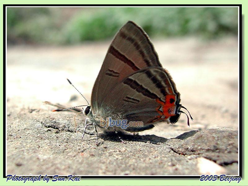 藍燕灰蝶