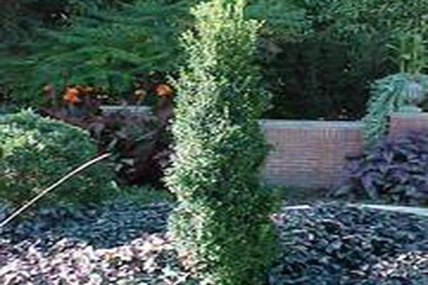 Buxus sempervirens \x27Fastigiata\x27 Buxus sempervirens \x27Fastigiata\x27