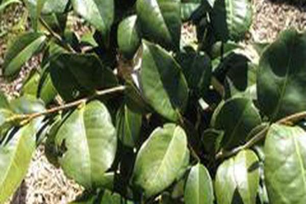 Camellia japonica \x27April Snow\x27