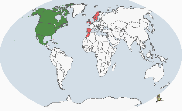 北美黑鴨(分布圖)