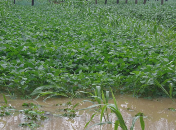 8·17菏澤暴雨 8·17菏澤暴雨