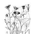 盧山風毛菊 盧山風毛菊