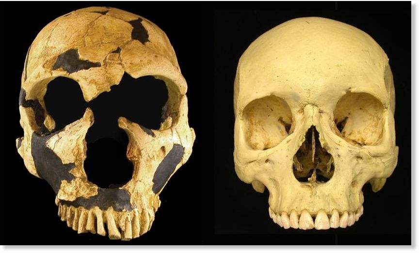 穴居人（左）和智人的頭骨比較
