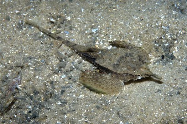 寬海蛾魚屬