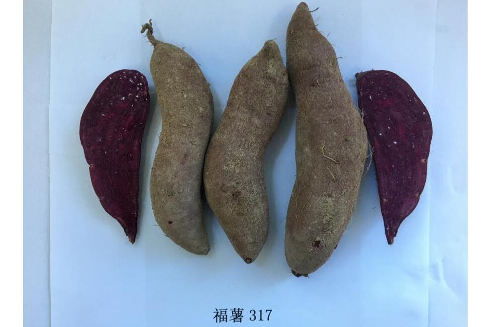 福薯317 福薯317