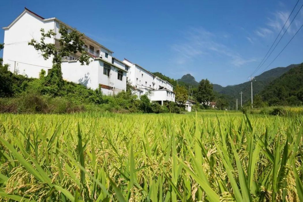 界嶺村(界嶺村(蘄春縣界嶺村)) 界嶺村(界嶺村(蘄春縣界嶺村))