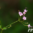 中華粘腺果 中華粘腺果