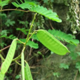 野皂角 野皂角
