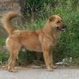 滿盧犬 滿盧犬