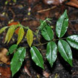 甘藍豆