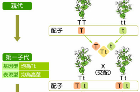 顯性性狀