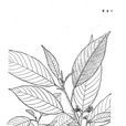 歐鼠李(植物) 歐鼠李(植物)