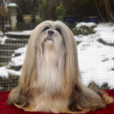 拉薩犬 拉薩犬