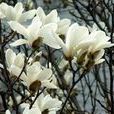 應春花 應春花