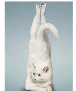 瑜珈貓照片