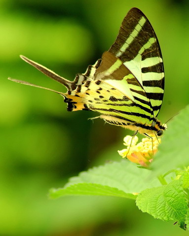 綠鳳蝶
