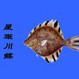 星斑川鰈 星斑川鰈